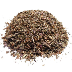 Basilic sacré - Tulsi (Ocimum sanctum) - Plante médicinale