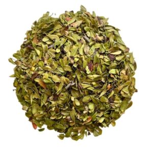 Busserole – Feuilles coupées – (Arctostaphylos uva-ursi)